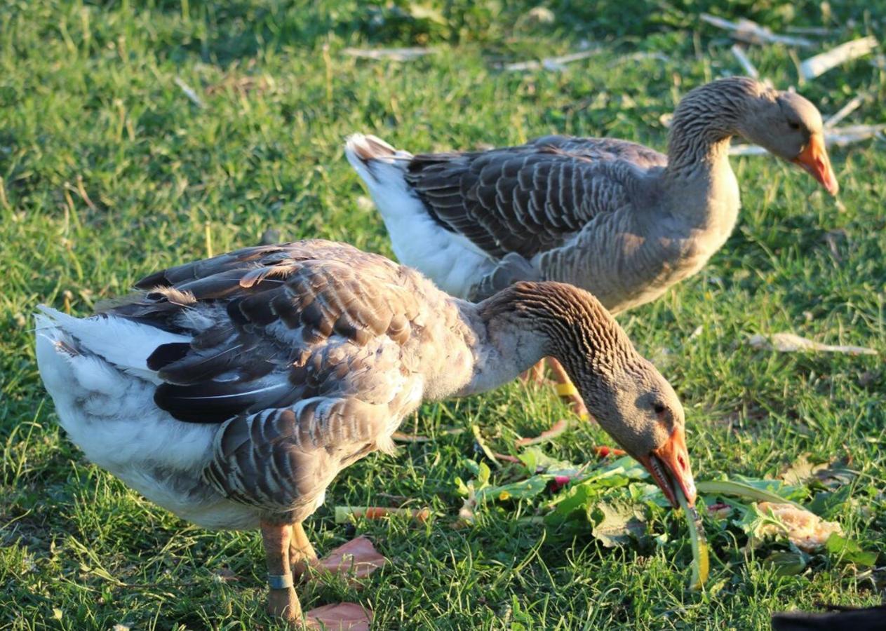 Horhaven B&B Fuglebjerg Dış mekan fotoğraf