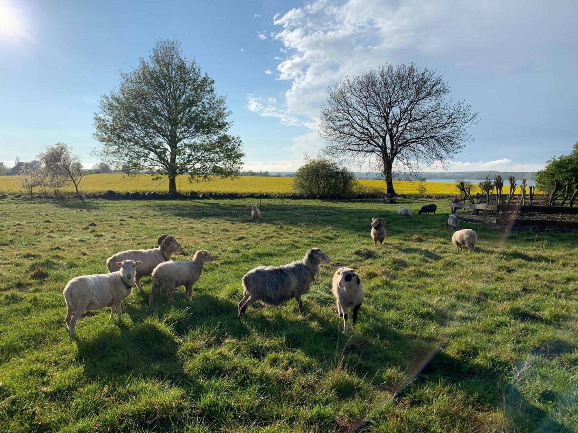 Horhaven B&B Fuglebjerg Dış mekan fotoğraf